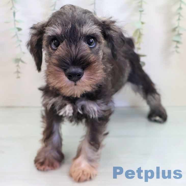 福岡県のミニチュアシュナウザー (ペットプラス 福岡伊都店/2025年9月10日生まれ/男の子/ソルトペッパー)の子犬