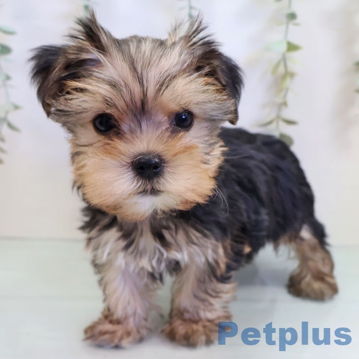 福岡県のヨークシャーテリア (ペットプラス 香椎浜店/2025年9月10日生まれ/女の子/スチールブルータン)の子犬の1枚目の画像