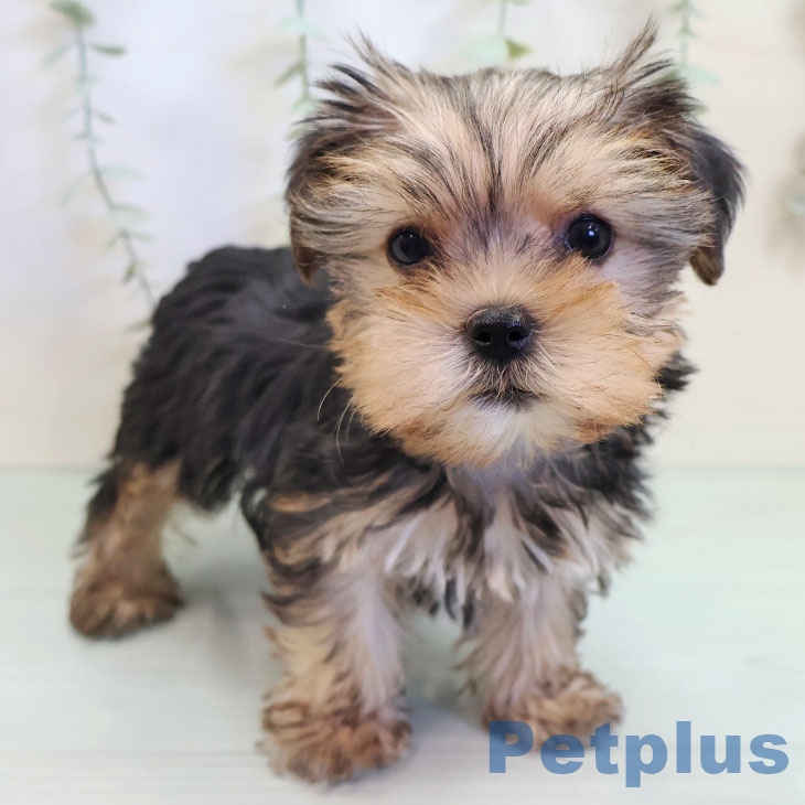 福岡県のヨークシャーテリア (ペットプラス 香椎浜店/2025年9月10日生まれ/女の子/スチールブルータン)の子犬の2枚目の画像