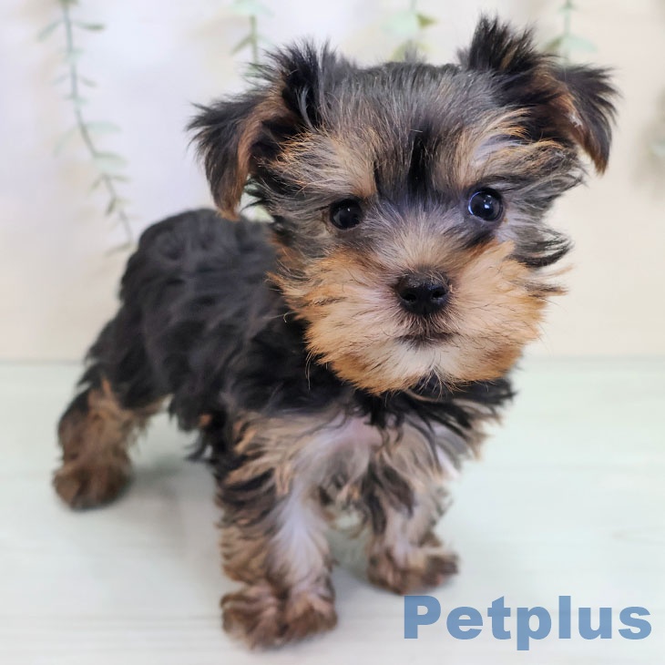 福岡県のヨークシャーテリア (ペットプラス 福岡店/2025年9月10日生まれ/女の子/スチールブルータン)の子犬の1枚目の画像