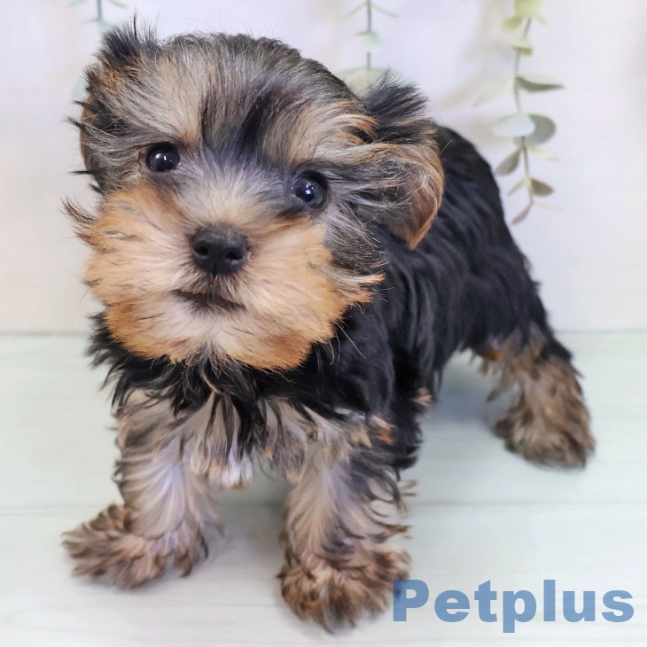 福岡県のヨークシャーテリア (ペットプラス 福岡店/2025年9月10日生まれ/女の子/スチールブルータン)の子犬の2枚目の画像