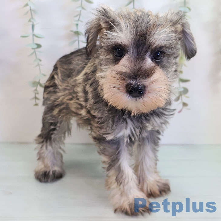 福岡県のミニチュアシュナウザー (ペットプラス 小倉南店/2025年9月11日生まれ/男の子/ソルトペッパー)の子犬