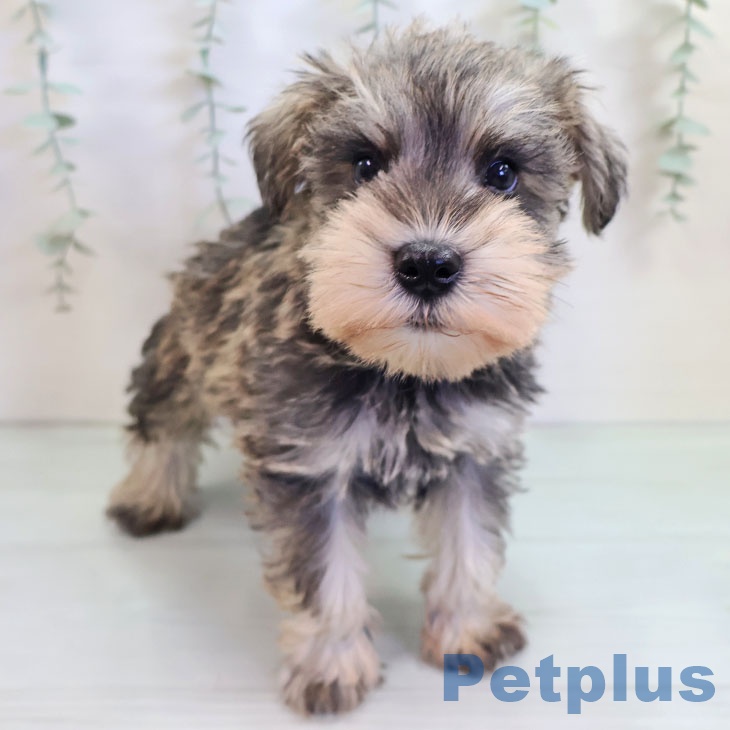 福岡県のミニチュアシュナウザー (ペットプラス 香椎浜店/2025年9月11日生まれ/男の子/ソルトペッパー)の子犬