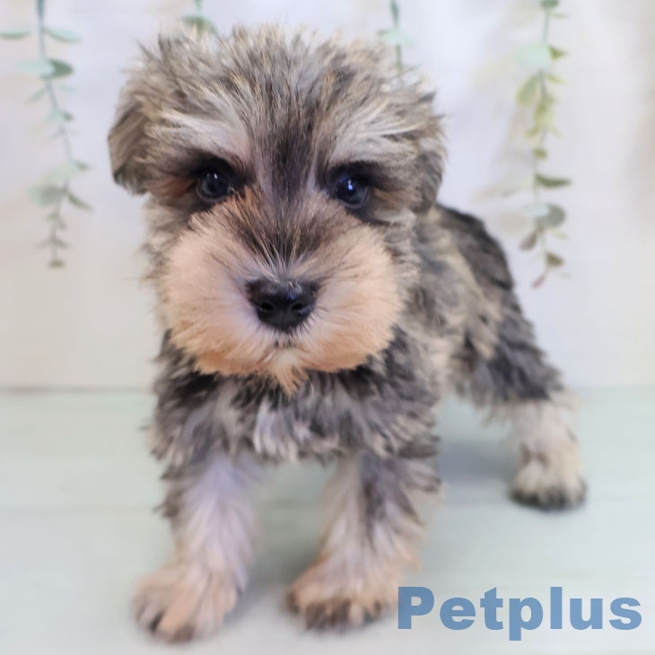 長崎県のミニチュアシュナウザー (ペットプラス 長崎店/2025年9月11日生まれ/男の子/ソルトペッパー)の子犬の1枚目の画像