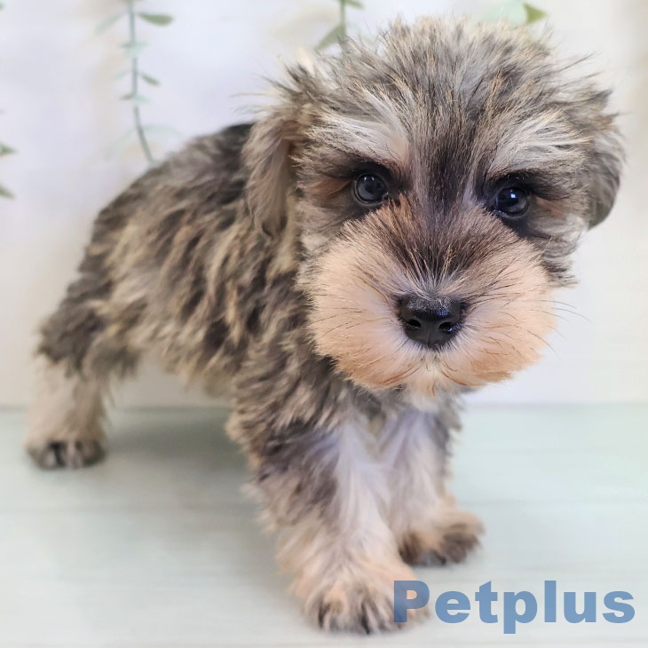 長崎県のミニチュアシュナウザー (ペットプラス 長崎店/2025年9月11日生まれ/男の子/ソルトペッパー)の子犬の2枚目の画像