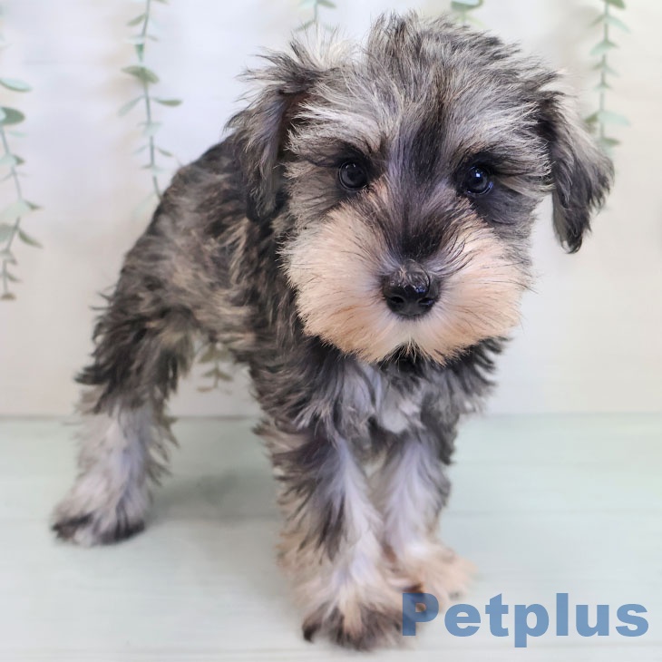 宮崎県のミニチュアシュナウザー (ペットプラス 宮崎店/2025年9月11日生まれ/女の子/ソルトペッパー)の子犬の1枚目の画像