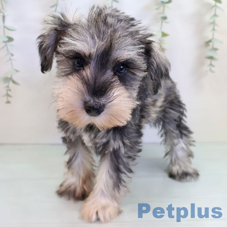 宮崎県のミニチュアシュナウザー (ペットプラス 宮崎店/2025年9月11日生まれ/女の子/ソルトペッパー)の子犬の2枚目の画像