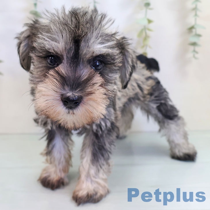 ミニチュア・シュナウザー