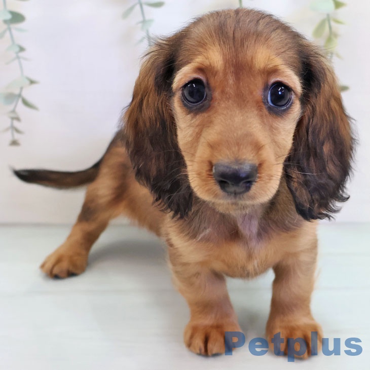 沖縄県のミニチュアダックスフンド(ロング) (ペットプラス 南風原店/2025年9月6日生まれ/女の子/レッド)の子犬の1枚目の画像