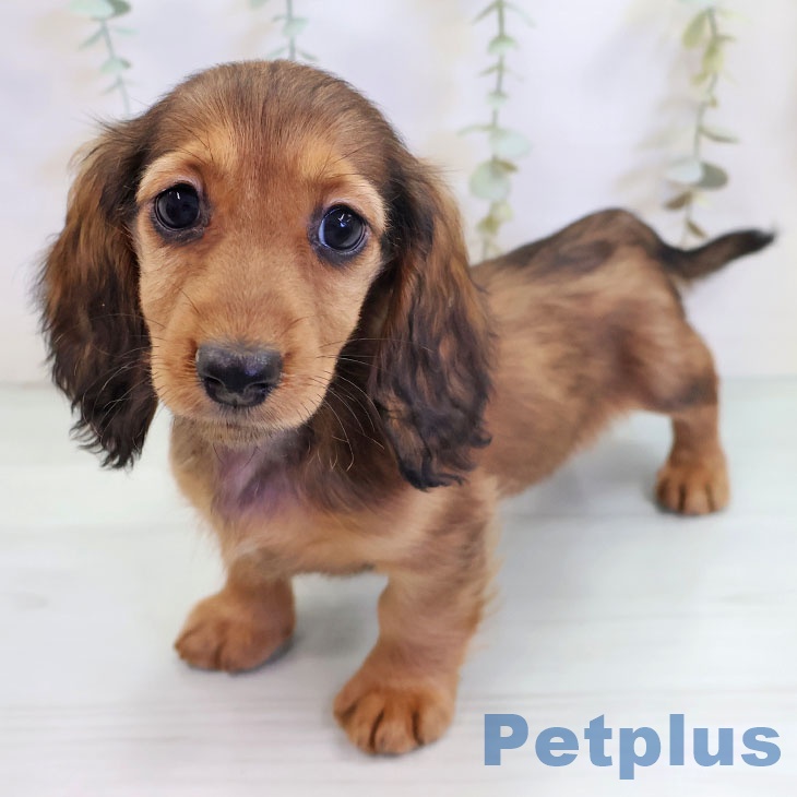 沖縄県のミニチュアダックスフンド(ロング) (ペットプラス 南風原店/2025年9月6日生まれ/女の子/レッド)の子犬の2枚目の画像