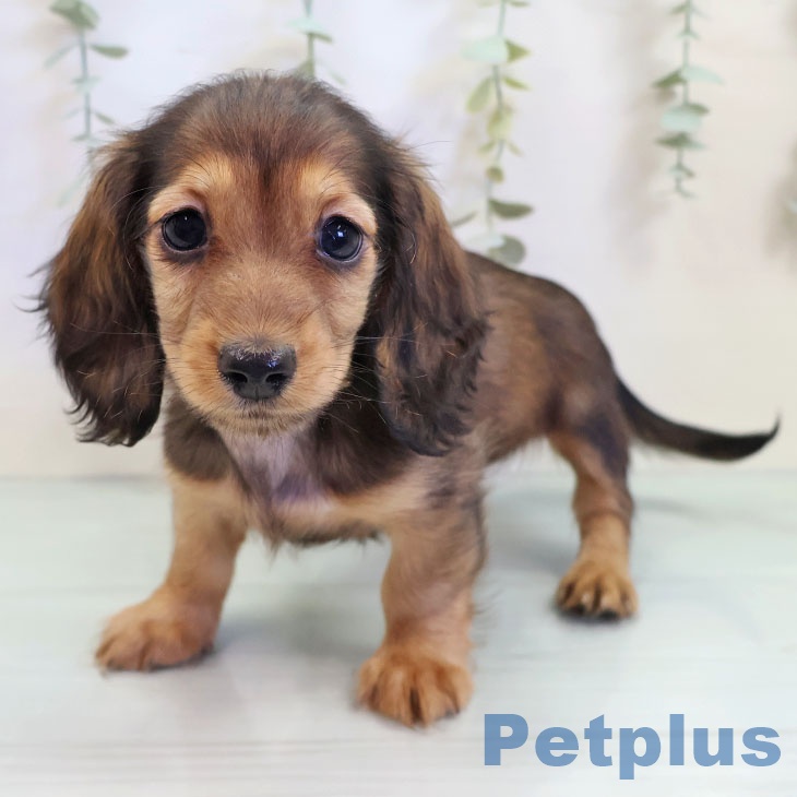 長崎県のミニチュアダックスフンド(ロング) (ペットプラス 長崎店/2025年9月6日生まれ/女の子/レッド)の子犬の1枚目の画像