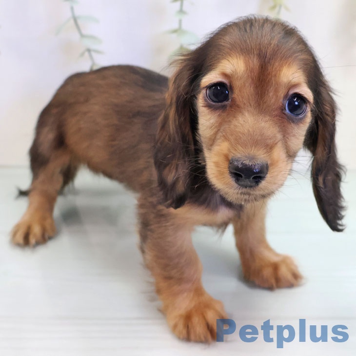 長崎県のミニチュアダックスフンド(ロング) (ペットプラス 長崎店/2025年9月6日生まれ/女の子/レッド)の子犬の2枚目の画像