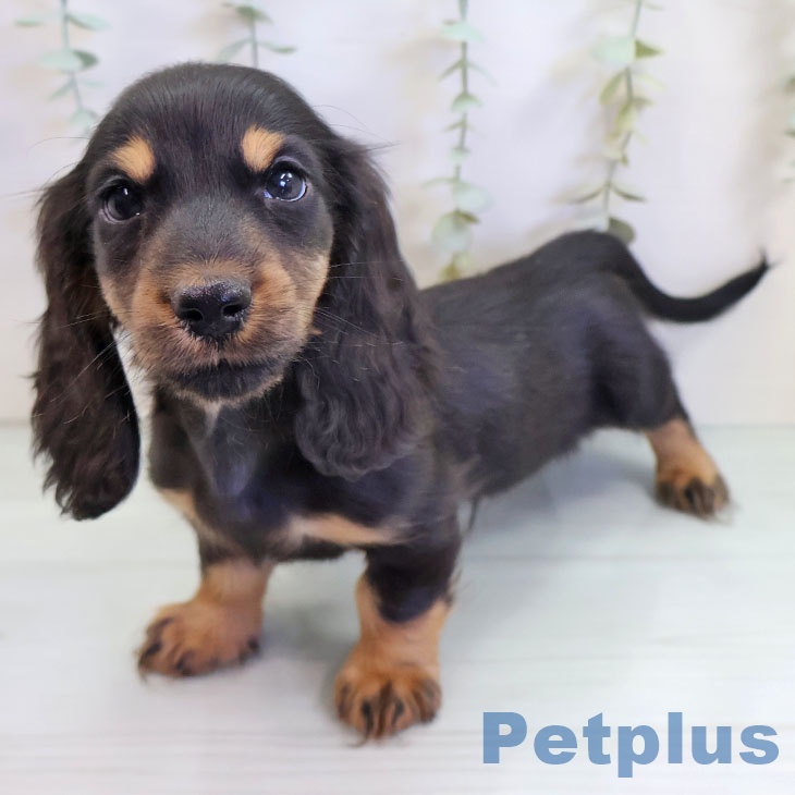 ミニチュア・ダックスフンド