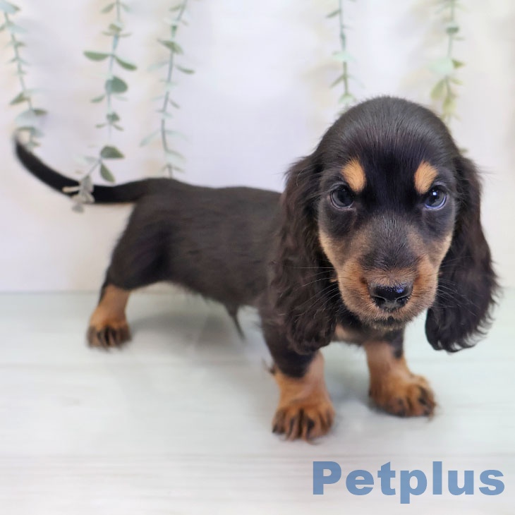 ミニチュア・ダックスフンド