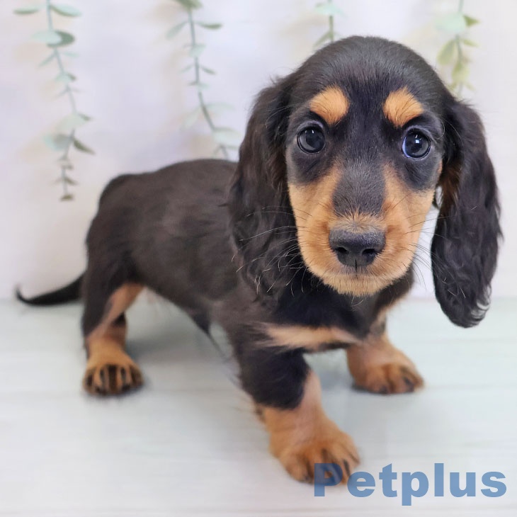 沖縄県のミニチュアダックスフンド(ロング) (ペットプラス 南風原店/2025年9月6日生まれ/男の子/ブラックタン)の子犬の1枚目の画像