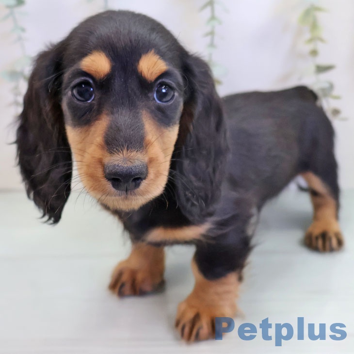 沖縄県のミニチュアダックスフンド(ロング) (ペットプラス 南風原店/2025年9月6日生まれ/男の子/ブラックタン)の子犬の2枚目の画像