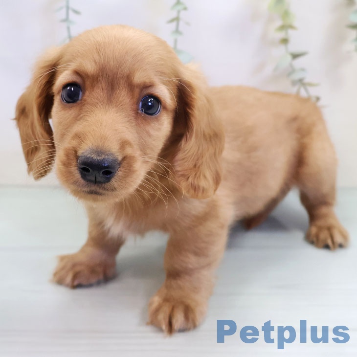 ミニチュア・ダックスフンド