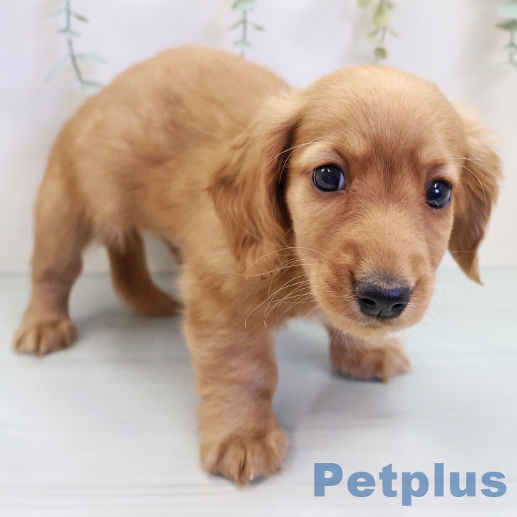 ミニチュア・ダックスフンド