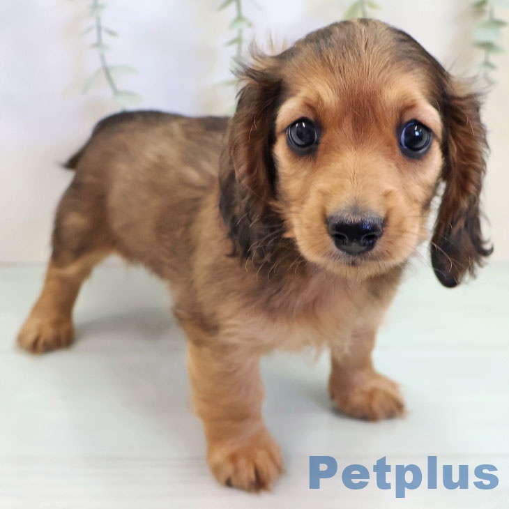 鹿児島県のミニチュアダックスフンド(ロング) (ペットプラス 姶良店/2025年9月11日生まれ/女の子/レッド)の子犬の1枚目の画像