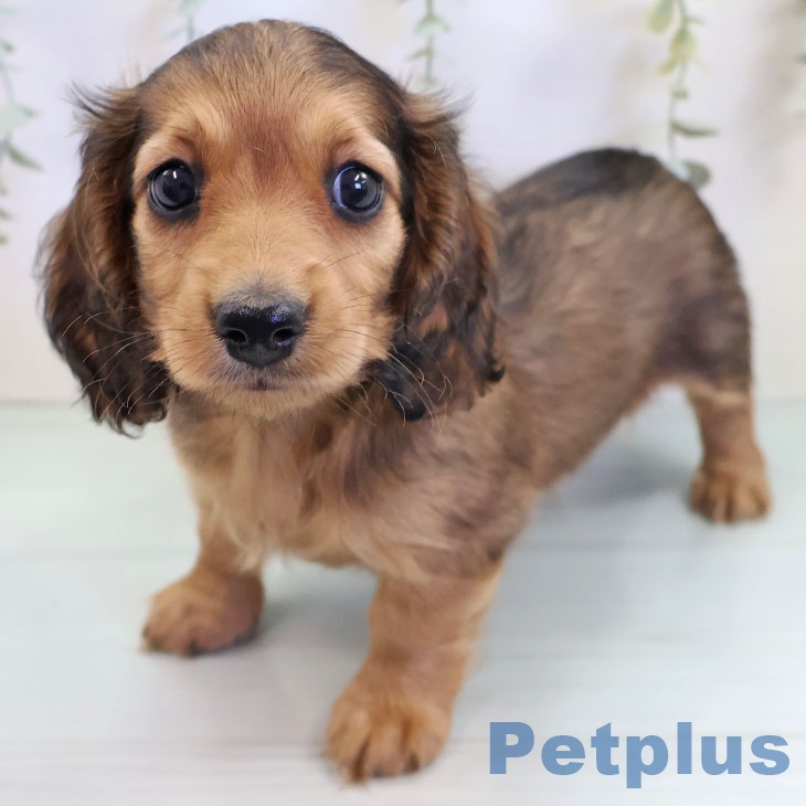 鹿児島県のミニチュアダックスフンド(ロング) (ペットプラス 姶良店/2025年9月11日生まれ/女の子/レッド)の子犬の2枚目の画像