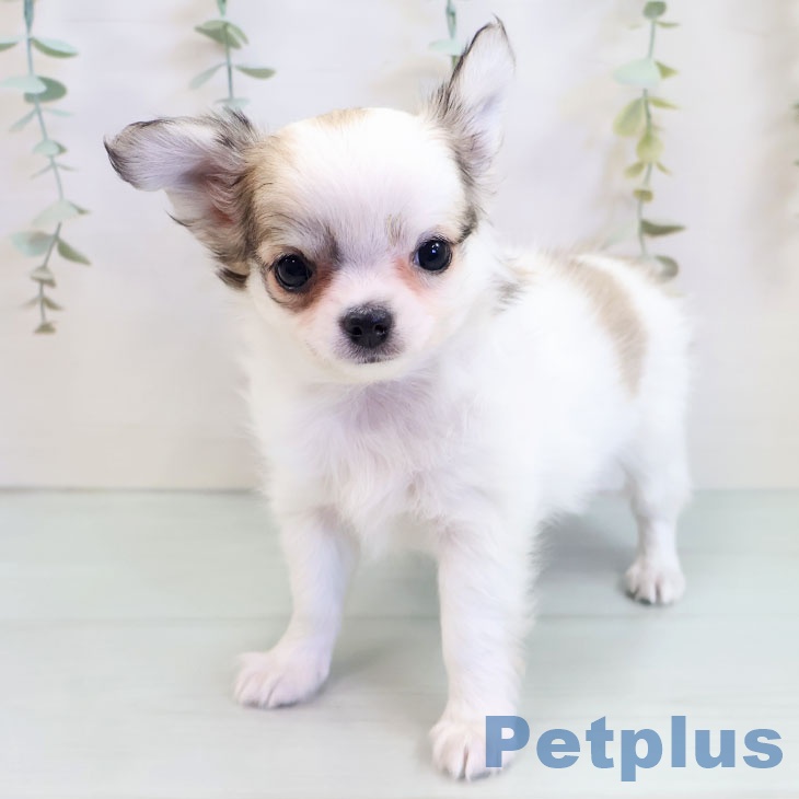 鳥取県のチワワ(ロング) (ペッツワン 日吉津店/2025年9月11日生まれ/女の子/フォーンホワイト)の子犬の1枚目の画像