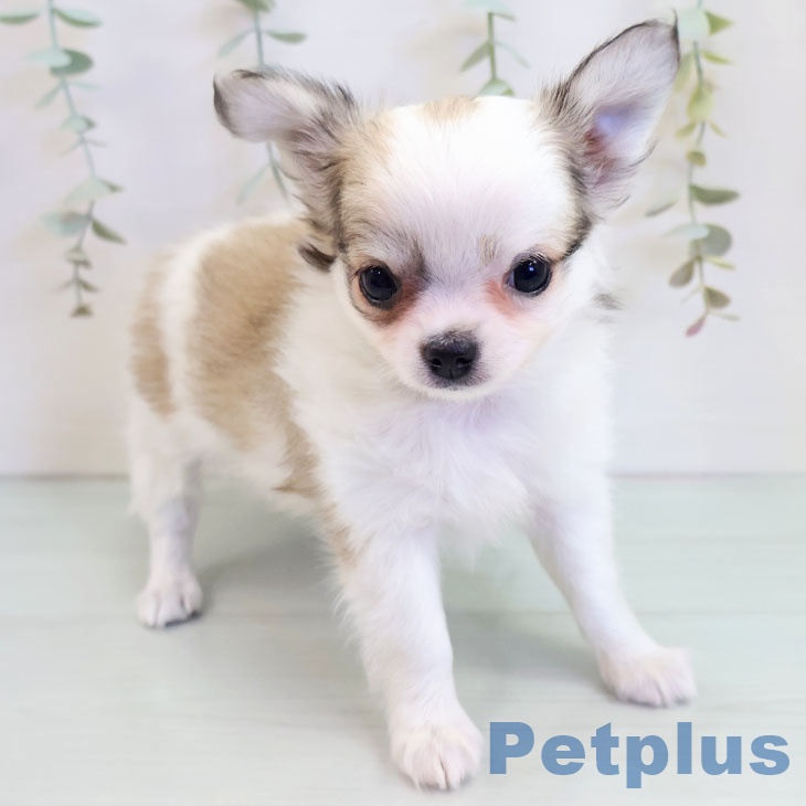 鳥取県のチワワ(ロング) (ペッツワン 日吉津店/2025年9月11日生まれ/女の子/フォーンホワイト)の子犬の2枚目の画像