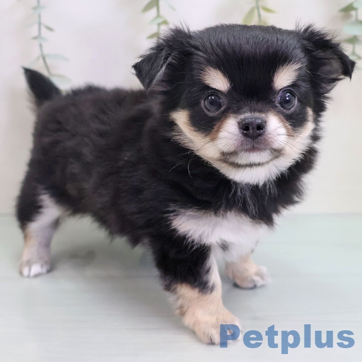 岡山県のチワワ(ロング) (ペットプラス 岡山店/2025年9月10日生まれ/男の子/ブラックタンホワイト)の子犬の1枚目の画像