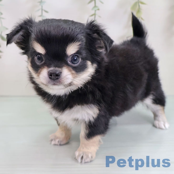 岡山県のチワワ(ロング) (ペットプラス 岡山店/2025年9月10日生まれ/男の子/ブラックタンホワイト)の子犬の2枚目の画像