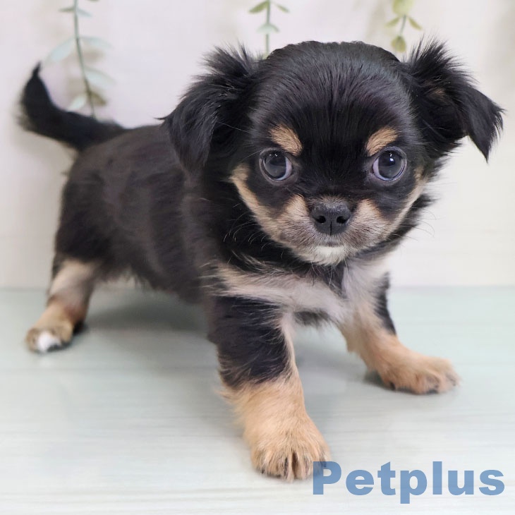 岡山県のチワワ(ロング) (ペッツワン 岡山南店/2025年9月10日生まれ/女の子/ブラックタンホワイト)の子犬の1枚目の画像