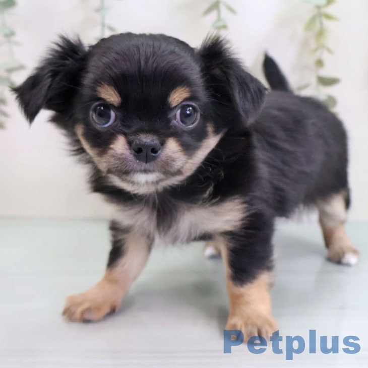 岡山県のチワワ(ロング) (ペッツワン 岡山南店/2025年9月10日生まれ/女の子/ブラックタンホワイト)の子犬の2枚目の画像