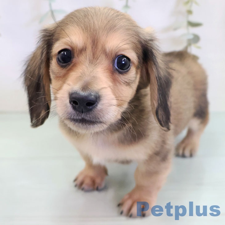 ミニチュア・ダックスフンド