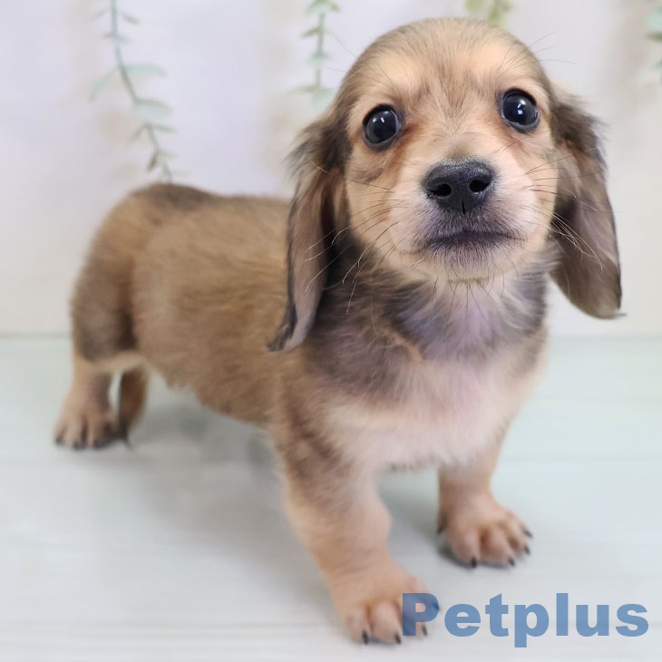 ミニチュア・ダックスフンドの写真2