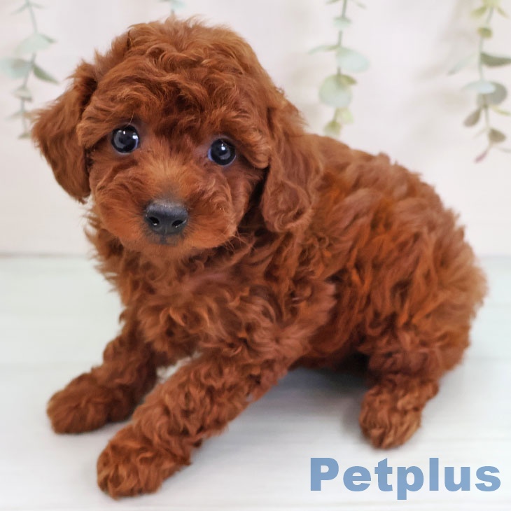 宮崎県のトイプードル(トイ) (ペットプラス 宮崎店/2025年9月10日生まれ/女の子/レッド)の子犬の1枚目の画像