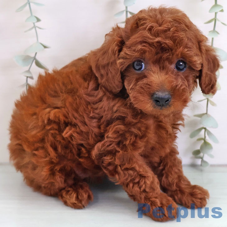 宮崎県のトイプードル(トイ) (ペットプラス 宮崎店/2025年9月10日生まれ/女の子/レッド)の子犬の2枚目の画像