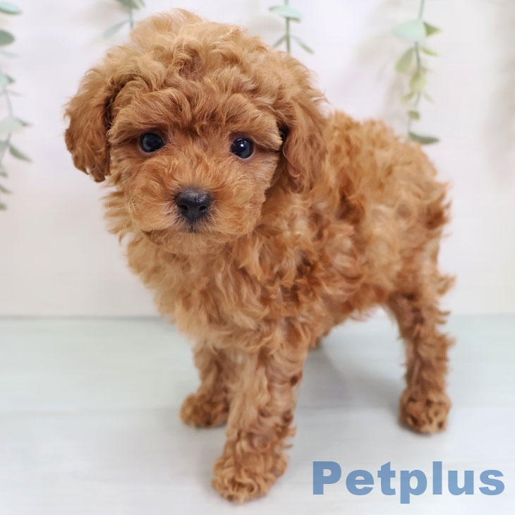 トイ・プードル