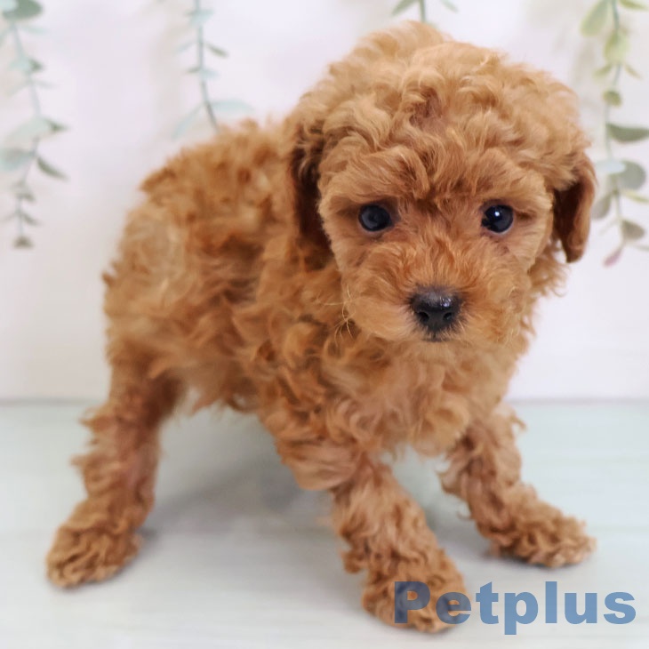 トイ・プードル