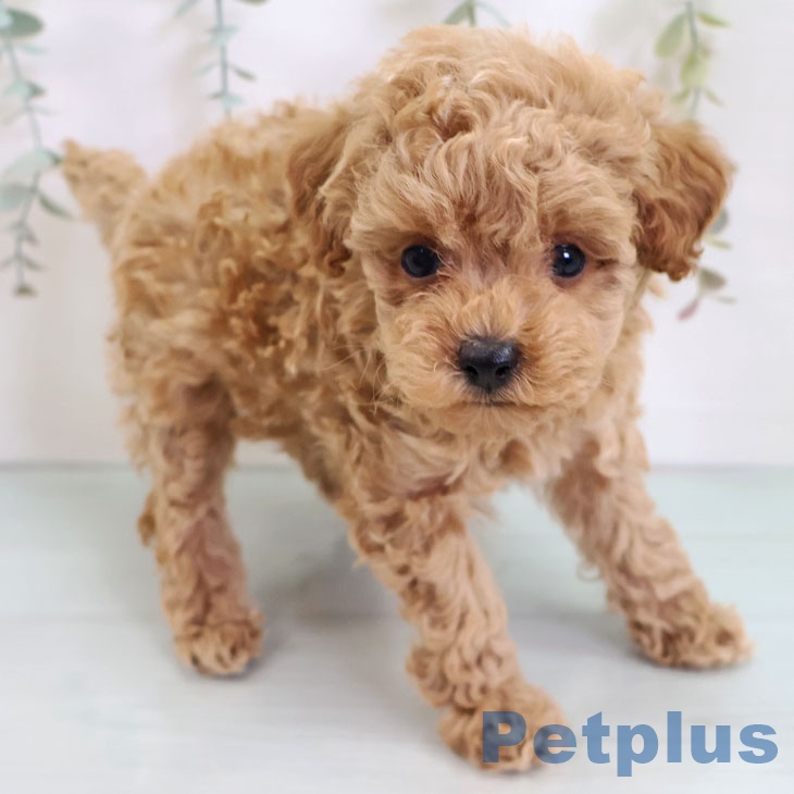 福岡県のトイプードル(トイ) (ペットプラス 八幡東店/2025年9月10日生まれ/女の子/アプリコット)の子犬の1枚目の画像