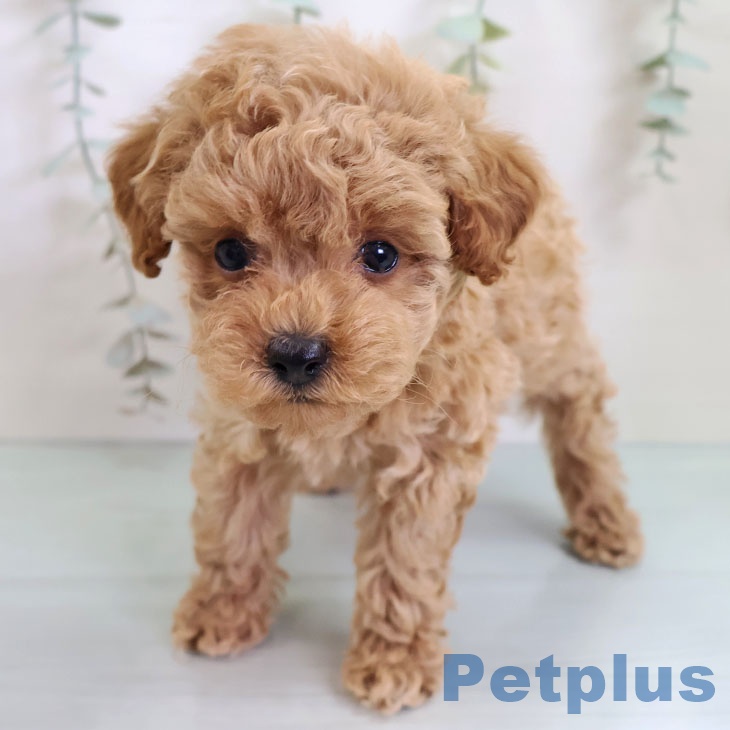 福岡県のトイプードル(トイ) (ペットプラス 八幡東店/2025年9月10日生まれ/女の子/アプリコット)の子犬の2枚目の画像