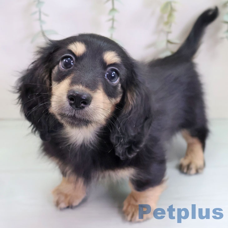 ミニチュア・ダックスフンド