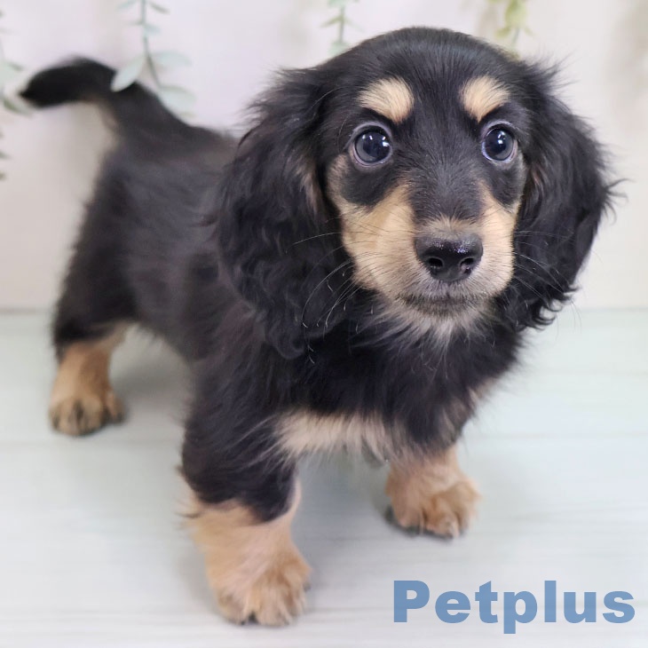 ミニチュア・ダックスフンドの写真2