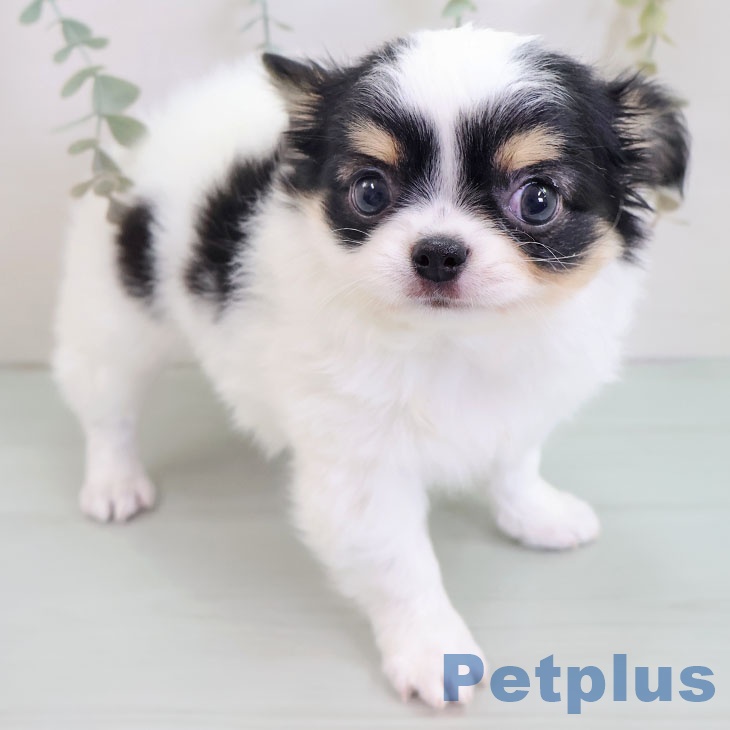 岡山県のチワワ(ロング) (ペッツワン 岡山南店/2025年9月9日生まれ/女の子/ホワイトブラックタン)の子犬の1枚目の画像