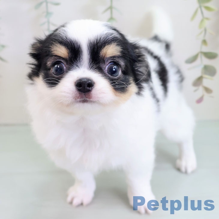 岡山県のチワワ(ロング) (ペッツワン 岡山南店/2025年9月9日生まれ/女の子/ホワイトブラックタン)の子犬の2枚目の画像