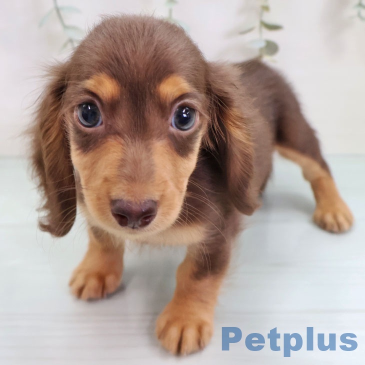 沖縄県のミニチュアダックスフンド(ロング) (ペットプラス 沖縄ライカム店/2025年9月8日生まれ/女の子/チョコレートタン)の子犬の1枚目の画像