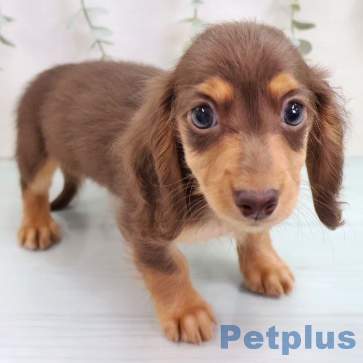 沖縄県のミニチュアダックスフンド(ロング) (ペットプラス 沖縄ライカム店/2025年9月8日生まれ/女の子/チョコレートタン)の子犬の2枚目の画像