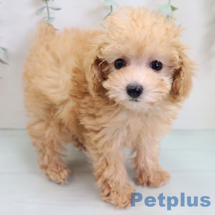 トイ・プードルの写真1