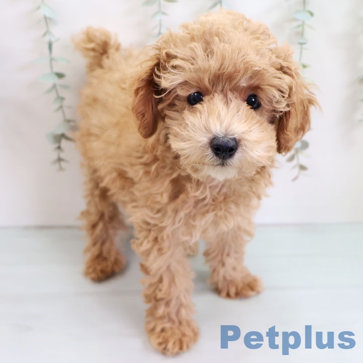 沖縄県のトイプードル(トイ) (ペットプラス 南風原店/2025年9月7日生まれ/男の子/アプリコット)の子犬の2枚目の画像