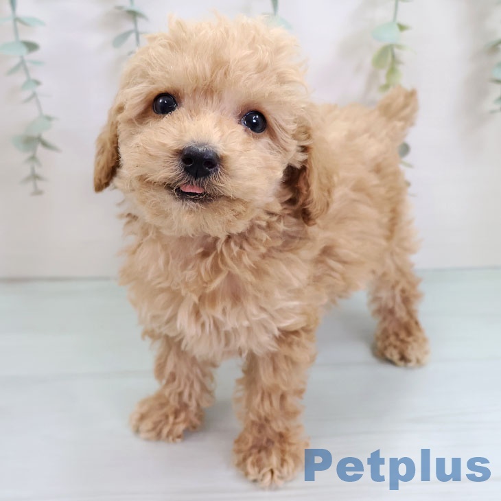 福岡県のトイプードル(トイ) (ペットプラス 福岡伊都店/2025年9月11日生まれ/男の子/アプリコット)の子犬の1枚目の画像