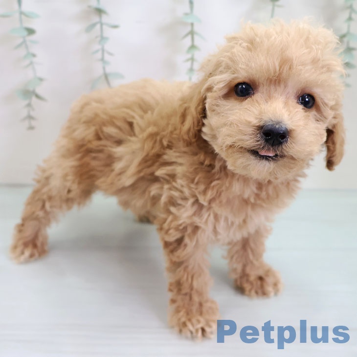 福岡県のトイプードル(トイ) (ペットプラス 福岡伊都店/2025年9月11日生まれ/男の子/アプリコット)の子犬の2枚目の画像