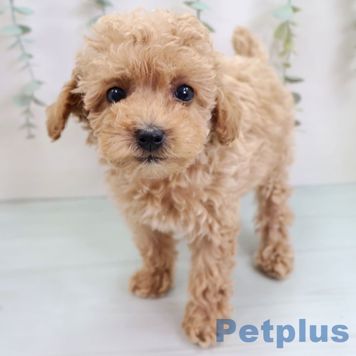 沖縄県のトイプードル(トイ) (ペットプラス 沖縄ライカム店/2025年9月11日生まれ/女の子/アプリコット)の子犬の1枚目の画像