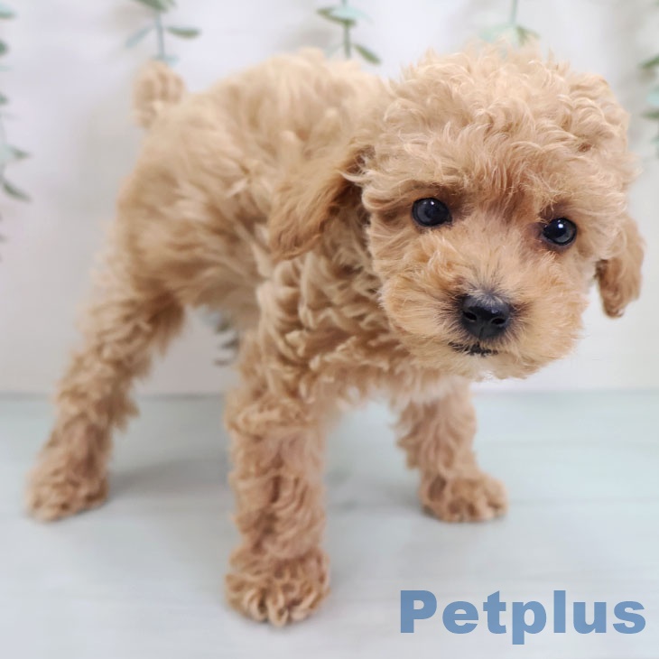 沖縄県のトイプードル(トイ) (ペットプラス 沖縄ライカム店/2025年9月11日生まれ/女の子/アプリコット)の子犬の2枚目の画像